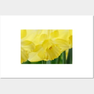 Narcissus  &#39;Avalon&#39;  Daffodil  Division 2 Large-cupped Posters and Art